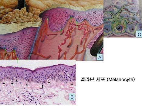 멜라닌 세포(Melanocyte)